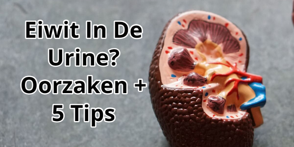 Eiwit In De Urine? Oorzaken + 5 Tips Om Het Te Voorkomen